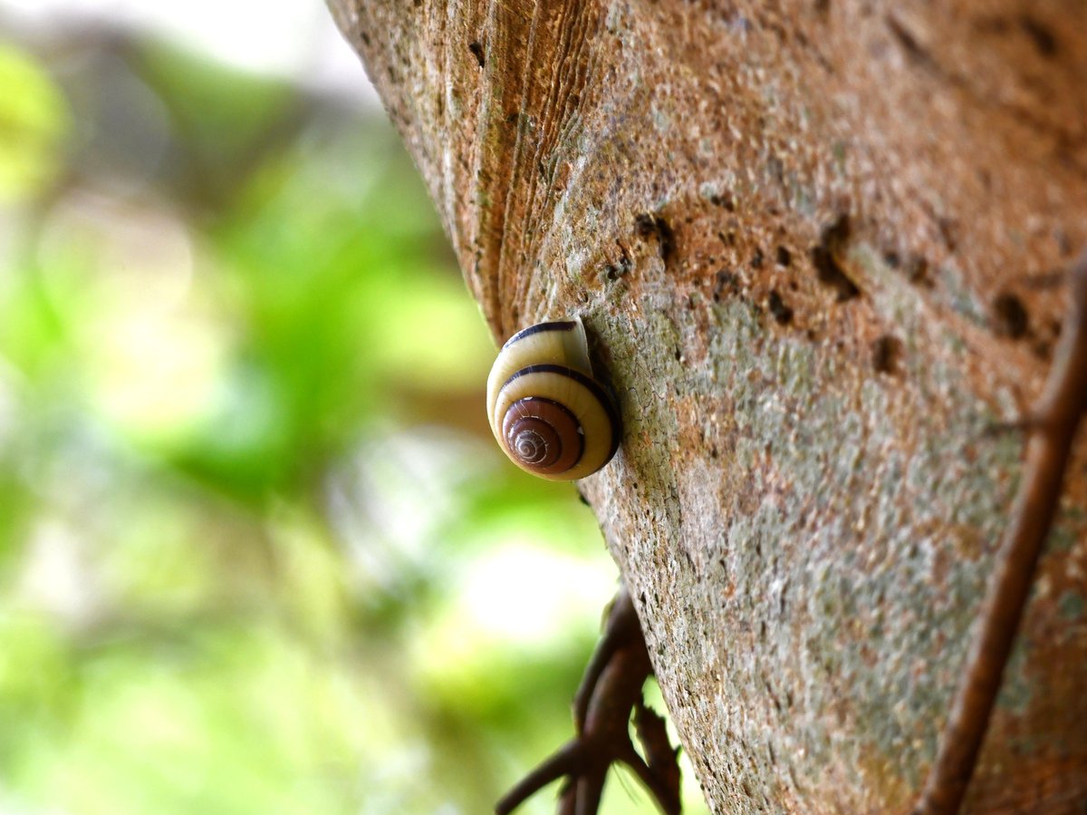 #54:
          Unidentified Land Snail, Okinawa.
          f/ at mm - Shutter Speed: - ISO: